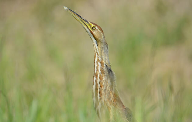 Audubon Great Lakes Launches Marsh Bird Data Hub for Marsh Restoration in the Calumet Region