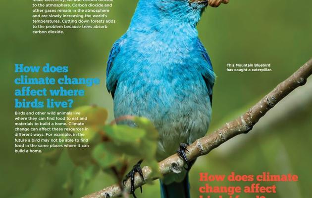 Birds & Climate Change