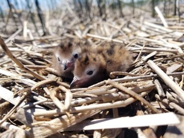 Audubon Great Lakes Equips Small Tracking Devices to Study Michigan’s Vulnerable Black Terns